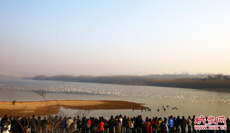觀看天鵝的游客絡(luò)繹不絕 觀看天鵝的游客絡(luò)繹不絕