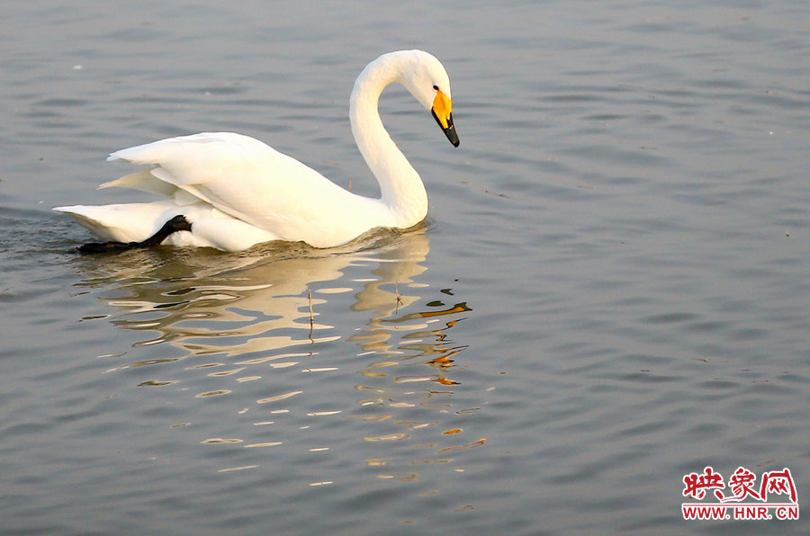 純潔的白天鵝 純潔的白天鵝