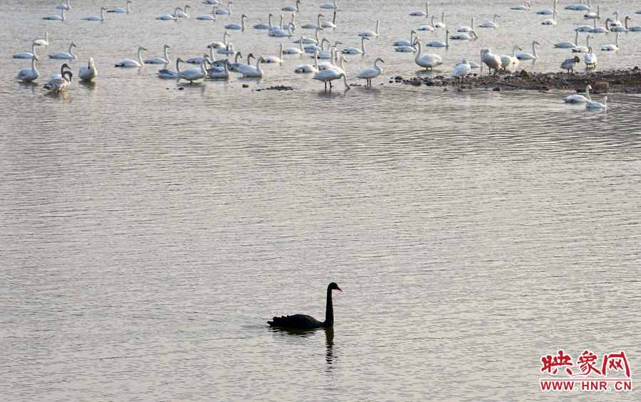 獨(dú)行的黑天鵝 獨(dú)行的黑天鵝