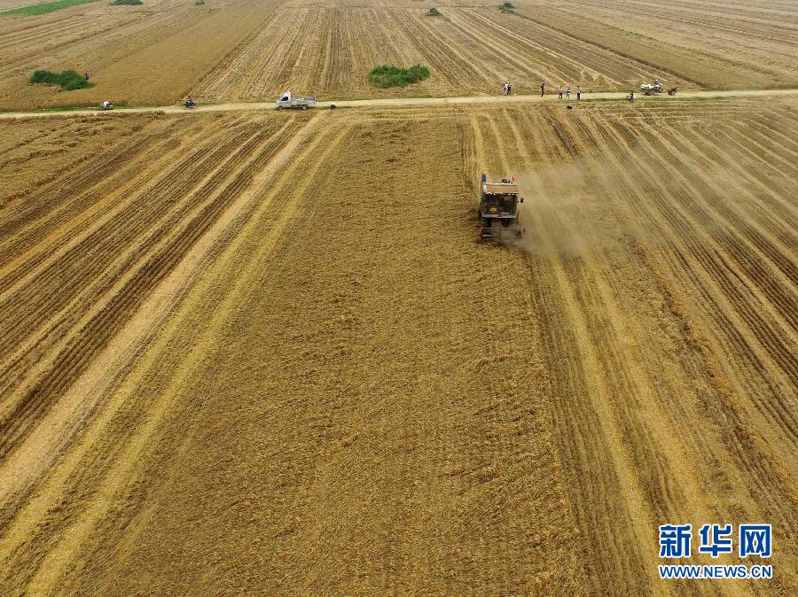 這是5月28日在河南省南陽市唐河縣甘河灣村航拍的麥?zhǔn)宅F(xiàn)場(chǎng)。