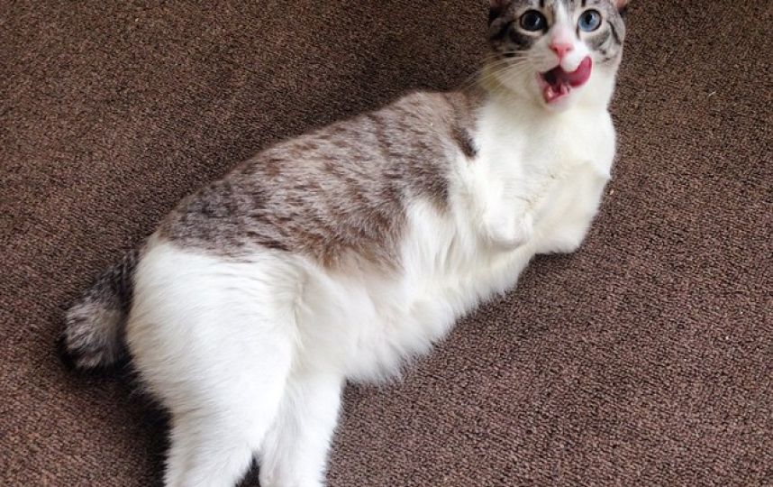 美國殘疾“貓堅(jiān)強(qiáng)”頑強(qiáng)生活