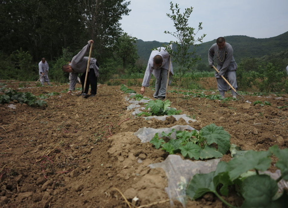 少林寺耕種的120多畝小麥?zhǔn)炝耍渖畟冏哌M(jìn)田間，收獲黃燦燦的果實(shí)。