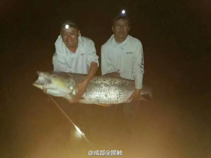 　圖為大魚(yú)需要兩個(gè)人抱起。