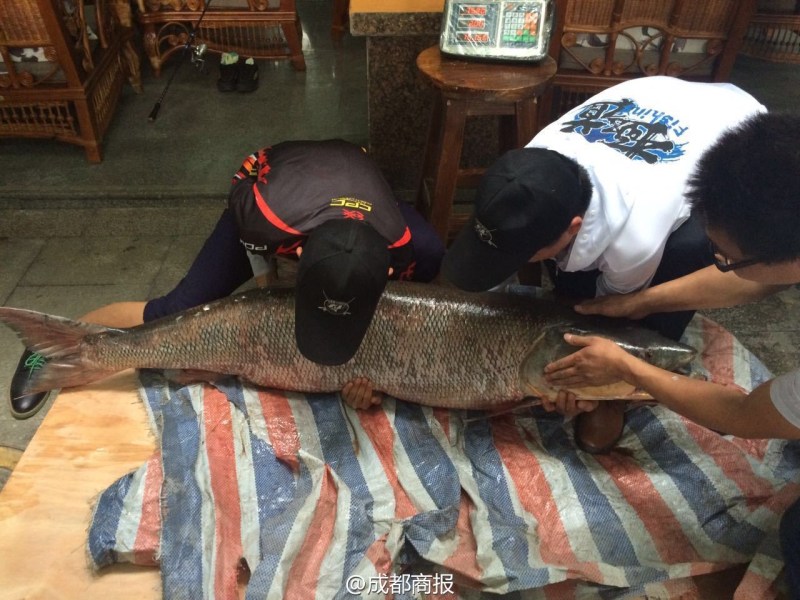 圖為父子倆翻動(dòng)大魚(yú)。