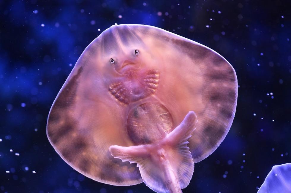 它頭上長(zhǎng)得像眼睛的東西其實(shí)是它腹部的腮。