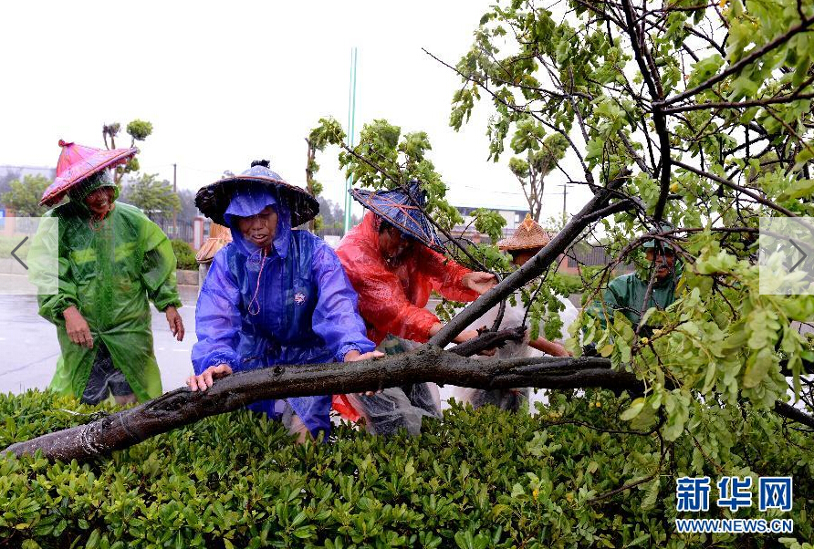  8月8日，工人在福建省石獅市公路邊清理被大風(fēng)吹倒的樹木。