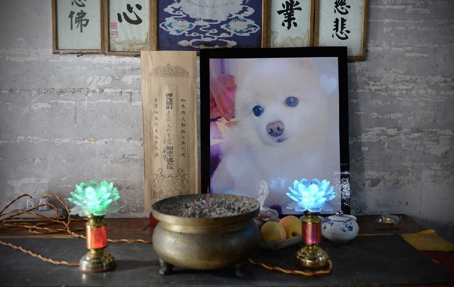 寵物狗的遺像被擺放在寺廟中。