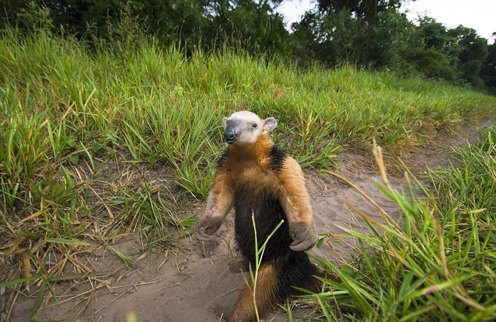 這頭食蟻獸站起來是想在車前顯得自己更高大一點(diǎn)。（網(wǎng)頁截圖）