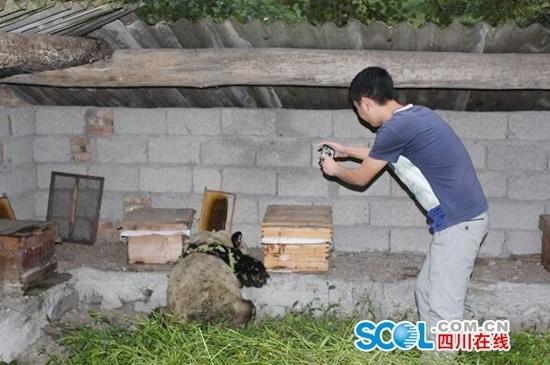 大熊貓“吃貨”進(jìn)村偷吃10多箱蜂蜜 大熊貓“吃貨”進(jìn)村偷吃10多箱蜂蜜
