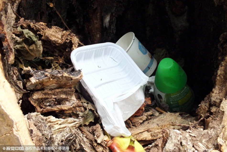 南京千株梧桐樹淪為“垃圾箱” 南京千株梧桐樹淪為“垃圾箱”