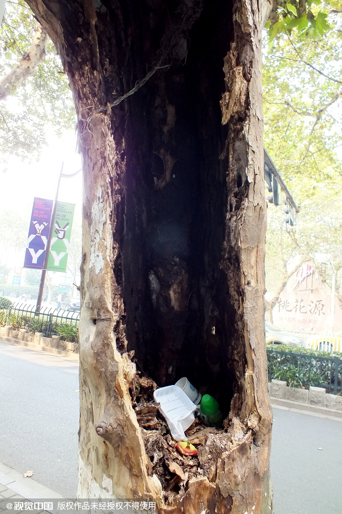 南京千株梧桐樹淪為“垃圾箱” 南京千株梧桐樹淪為“垃圾箱”
