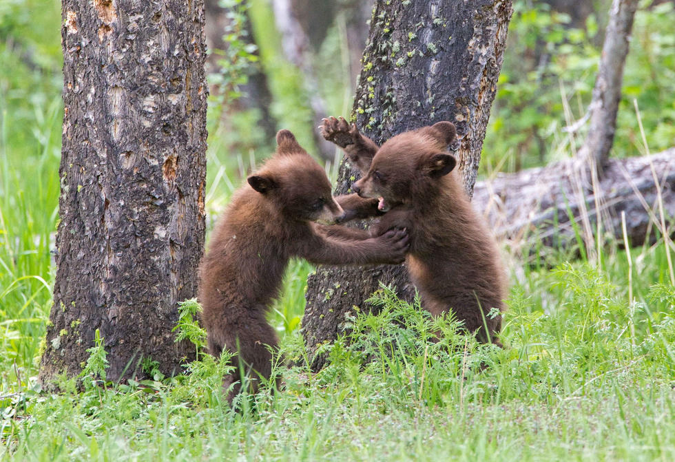 兩只萌噠噠的小熊在一顆大樹下玩躲貓貓，一會突然跳出來嚇唬對方，一會對著彼此做鬼臉，逗趣模樣讓人忍不住捧腹大笑。