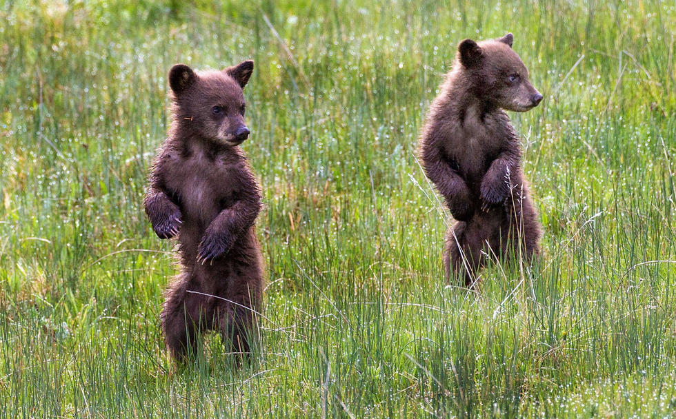當看到這些可愛的小熊照片時，你的心一定被它們的模樣給萌化了吧！