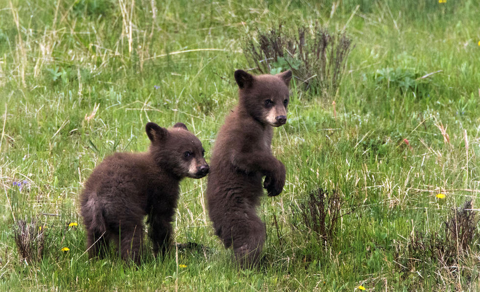 兩只萌噠噠的小熊在一顆大樹下玩躲貓貓，一會突然跳出來嚇唬對方，一會對著彼此做鬼臉，逗趣模樣讓人忍不住捧腹大笑。