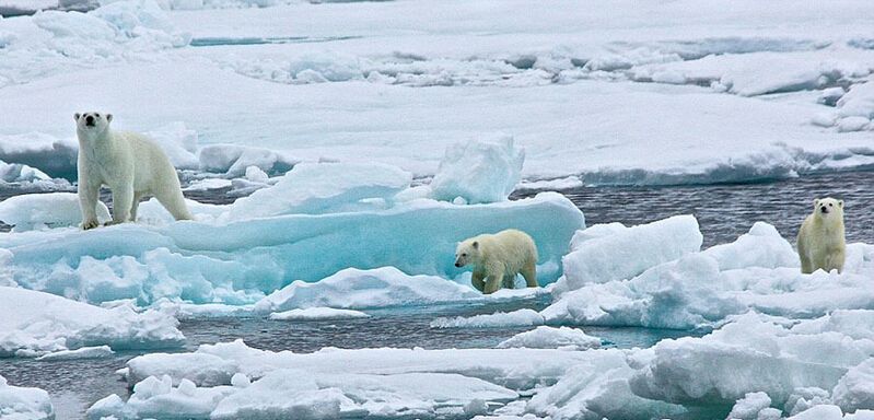 北極熊寶寶起來后看見有攝像機，便好奇地盯住娜塔西亞手中的機器。