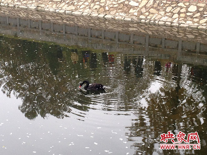 受傷的黑天鵝迫降鄭州金水河。