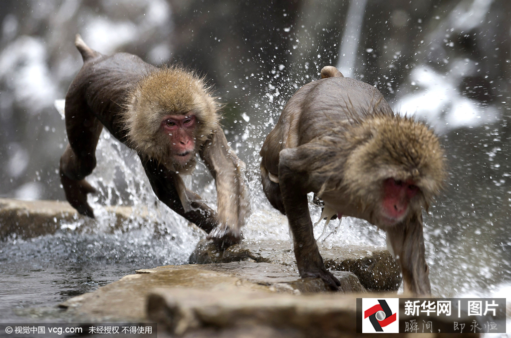 日本野生獼猴雪天泡溫泉悠然自得 日本野生獼猴雪天泡溫泉悠然自得