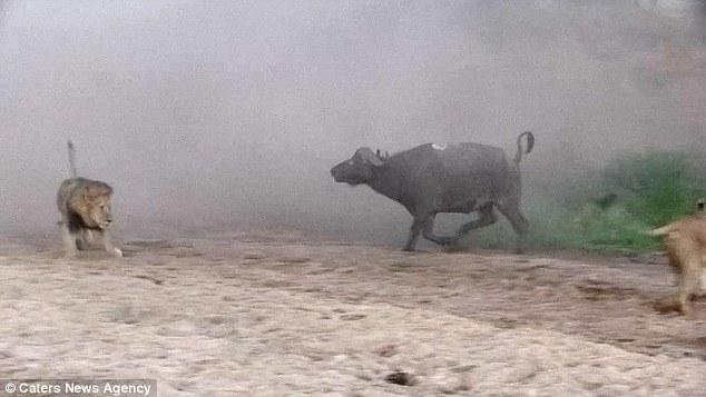 然后在獅群還在打架時(shí)悄悄地溜走了，留下一個(gè)瀟灑的背影。