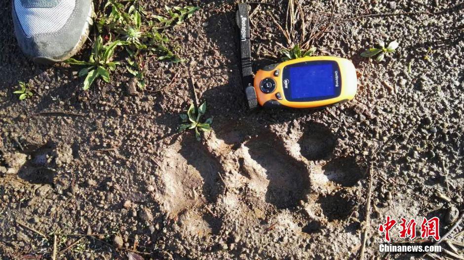 黑龍江老爺嶺保護(hù)區(qū)多次拍到野生東北虎、豹影像