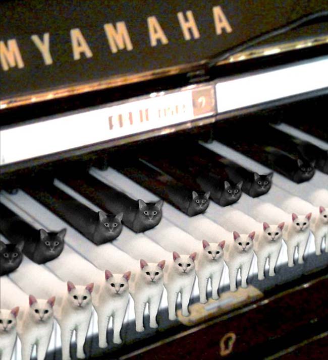 喵星人奇葩坐姿遭惡搞 網(wǎng)友腦洞大開 喵星人奇葩坐姿遭惡搞 網(wǎng)友腦洞大開