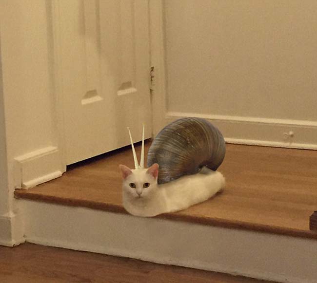 喵星人奇葩坐姿遭惡搞 網(wǎng)友腦洞大開 喵星人奇葩坐姿遭惡搞 網(wǎng)友腦洞大開