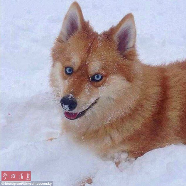 狐貍還是狗？藍眼睛萌寵走紅網(wǎng)絡(luò)