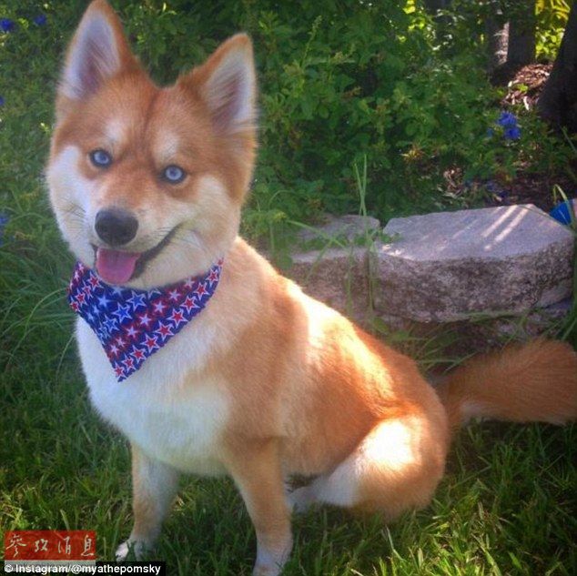 狐貍還是狗？藍眼睛萌寵走紅網(wǎng)絡(luò)