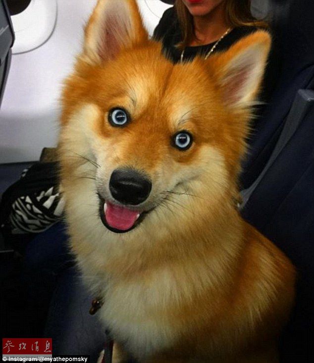 狐貍還是狗？藍眼睛萌寵走紅網(wǎng)絡(luò)