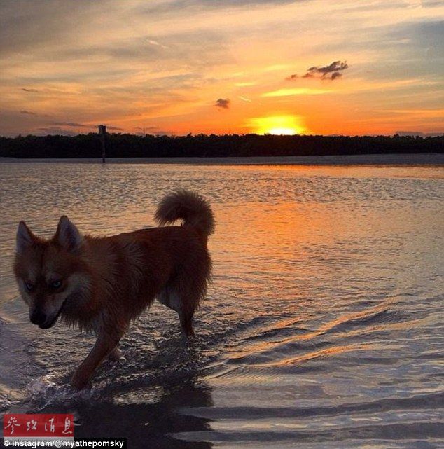 狐貍還是狗？藍眼睛萌寵走紅網(wǎng)絡(luò)