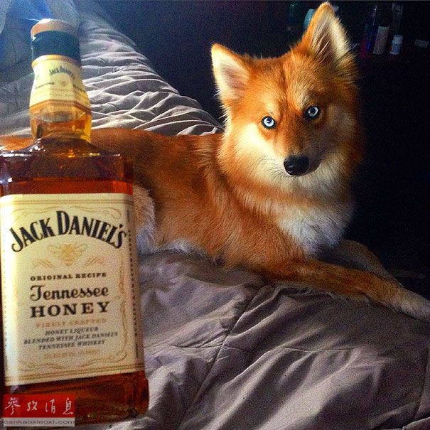 狐貍還是狗？藍眼睛萌寵走紅網(wǎng)絡(luò)