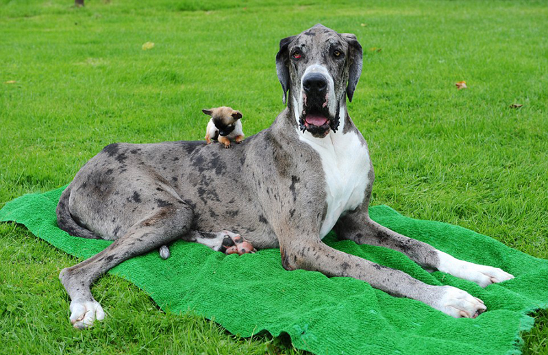 世界最高狗邂逅英國(guó)最小狗 相處融洽