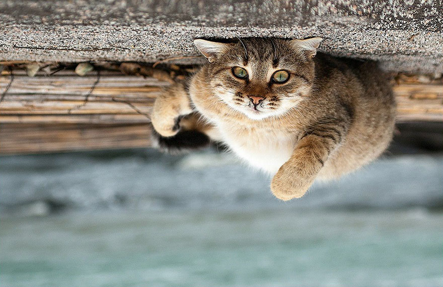 它們都是表情帝！一組不可思議的動物肖像