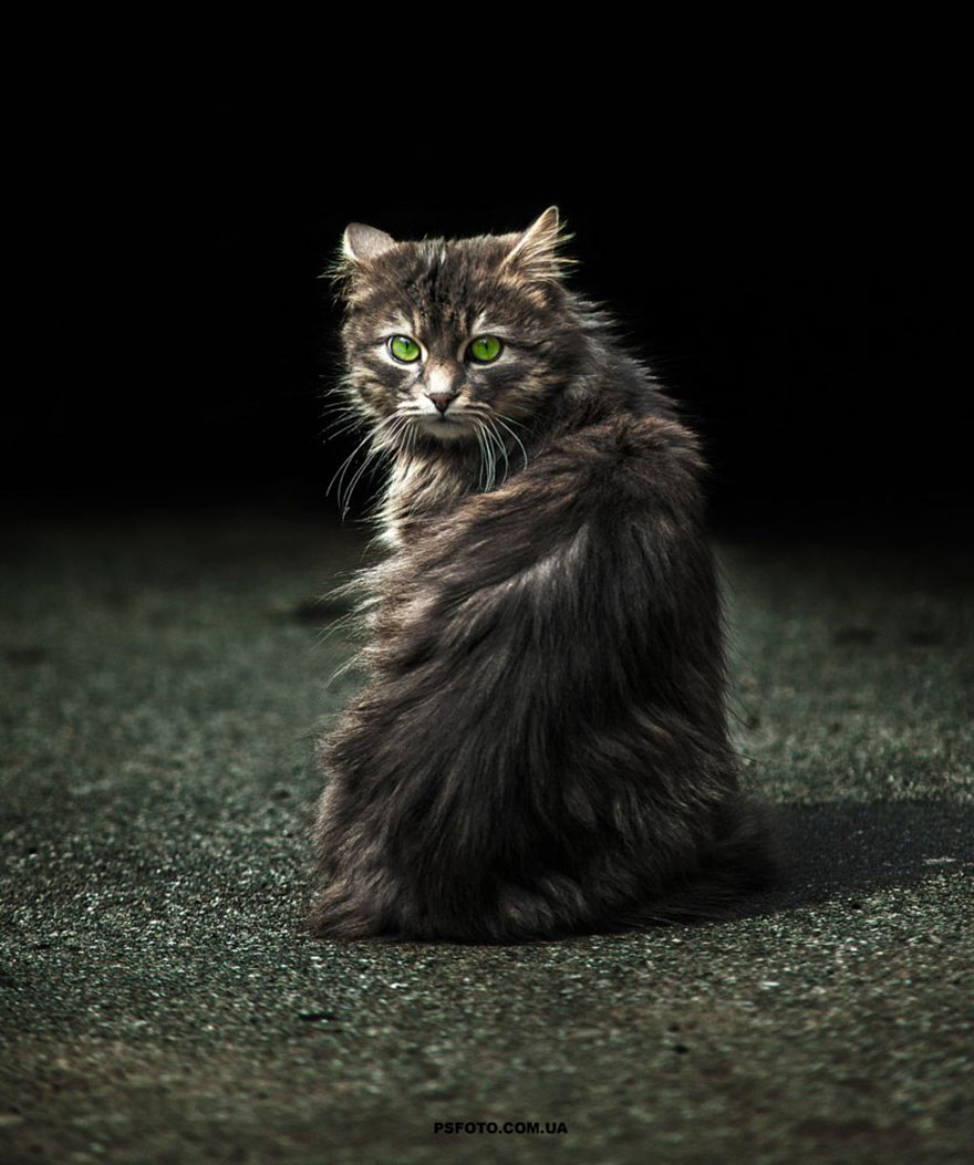 它們都是表情帝！一組不可思議的動物肖像