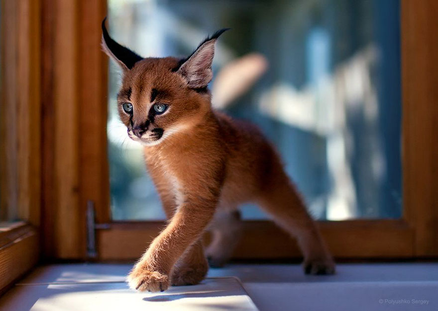 它們都是表情帝！一組不可思議的動物肖像