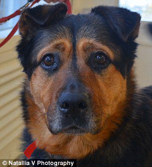 英國(guó)一只流浪狗因表情太過(guò)憂郁而無(wú)人領(lǐng)養(yǎng)