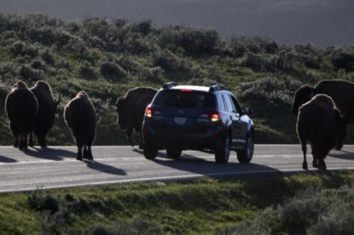 警方已經派出大量工作人員、警犬和飛行器在當?shù)卣归_搜尋