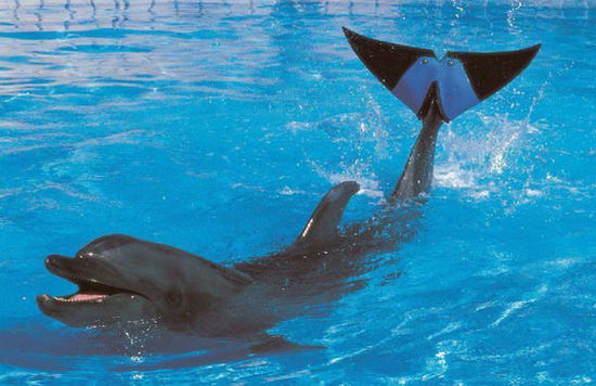 日本安裝橡膠尾鰭的海豚去世 推測已存活45年(圖) 日本安裝橡膠尾鰭的海豚去世 推測已存活45年(圖)