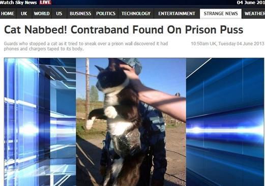 資料圖：2013年，俄羅斯獄警也曾抓獲身負(fù)手機和充電寶的貓，它本想混進(jìn)俄羅斯科密地區(qū)一座監(jiān)獄