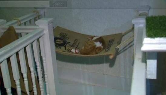 圖為加拿大首家貓咪咖啡館。