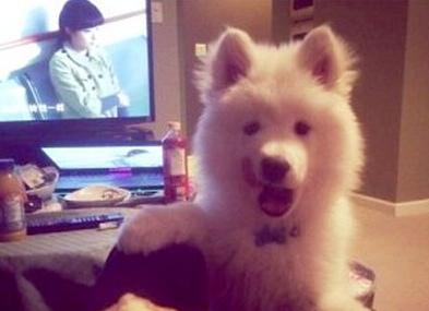 已經(jīng)被他人領(lǐng)養(yǎng)的Bosco。（加拿大《世界日?qǐng)?bào)》援引CBC）