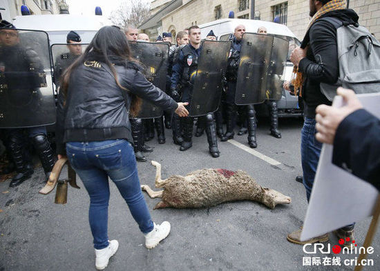 　　當(dāng)?shù)貢r(shí)間2014年11月27日，法國(guó)巴黎，法國(guó)農(nóng)民帶綿羊在埃菲爾鐵塔附近抗議，要求環(huán)保部門(mén)采取有效措施解決狼群襲擊羊群?jiǎn)栴}?！D片來(lái)源：TRICK KOVARIK/CFP