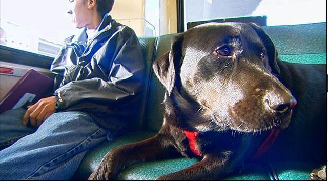 伊柯麗斯(Eclipse)搭乘公車。