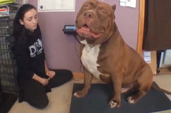 “浩克”體重約79公斤，或為世界最胖頭牛犬