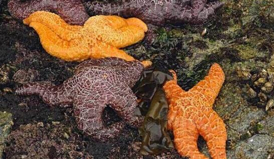 近2年來，估計有百萬只海星自殺（臺灣中時電子報）