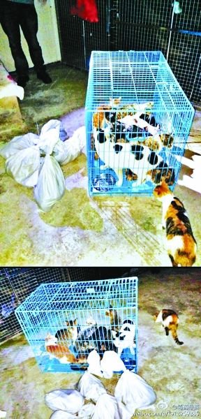 志愿者將放生的貓抓捕回來(lái)，這些貓等待領(lǐng)養(yǎng)