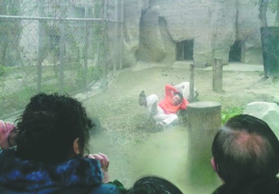 昨日，成都動物園，男子進入白虎活動區(qū)后被白虎拖行。動物園出動50多人成功營救下他