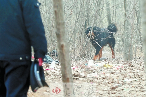 藏獒與圍捕人員對峙 藏獒與圍捕人員對峙