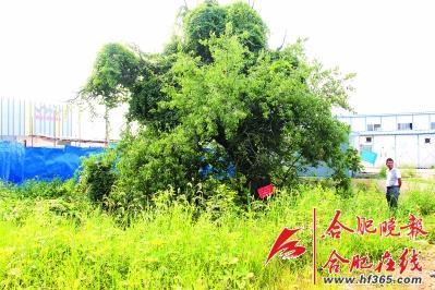 261歲古樹(shù)棠梨“搬家” 業(yè)內(nèi)人士表示擔(dān)憂(圖)