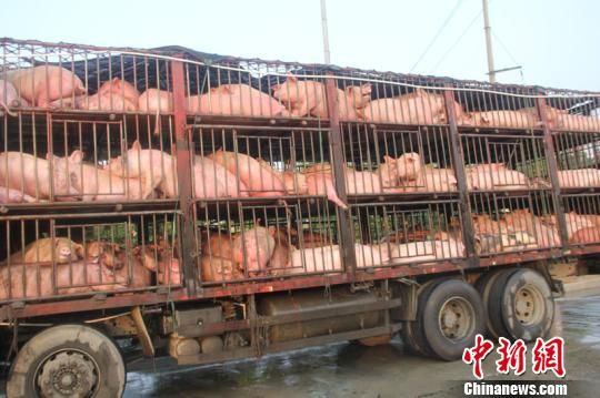 運(yùn)豬車追尾拋錨 生豬熱得吐白沫 運(yùn)豬車追尾拋錨 生豬熱得吐白沫