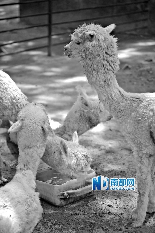 動物園給動物們喝涼茶吃冰西瓜避暑(圖) 動物園給動物們喝涼茶吃冰西瓜避暑(圖)